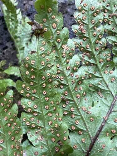 Tectaria gaudichaudii observed 2026-05-18