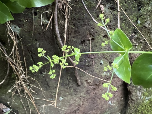 Kadua knudsenii observed 2026-05-18