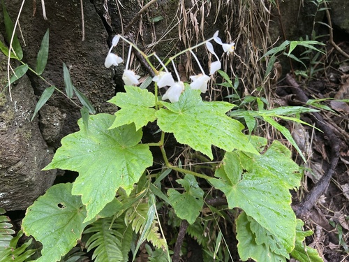 Hillebrandia sandwicensis observed 2026-05-18