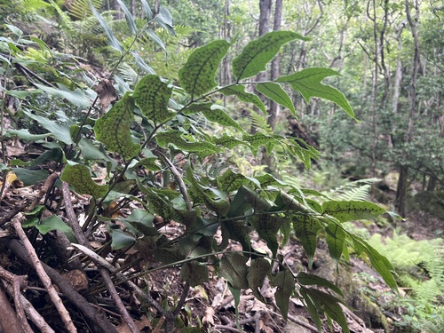 Cyrtomium caryotideum observed 2026-05-18
