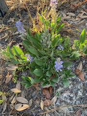 Lupinus diffusus