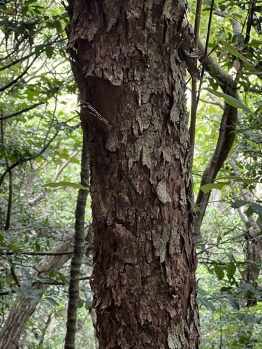 Flueggea neowawraea observed 2026-05-18