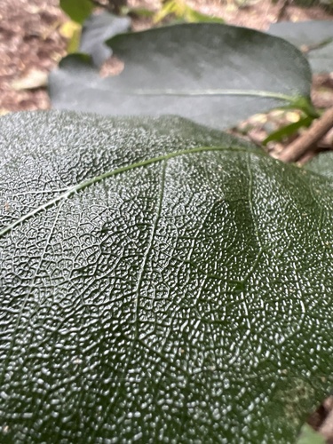 Diospyros hillebrandii observed 2026-05-18