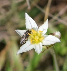 Acmaeodera neglecta