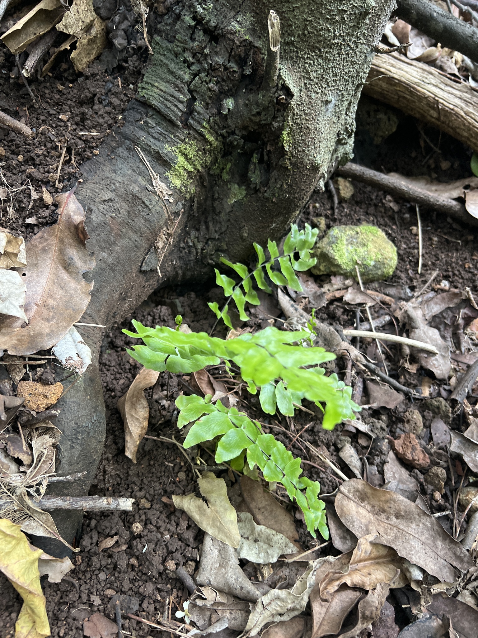 Asplenium dielpallidum N.Snow 3