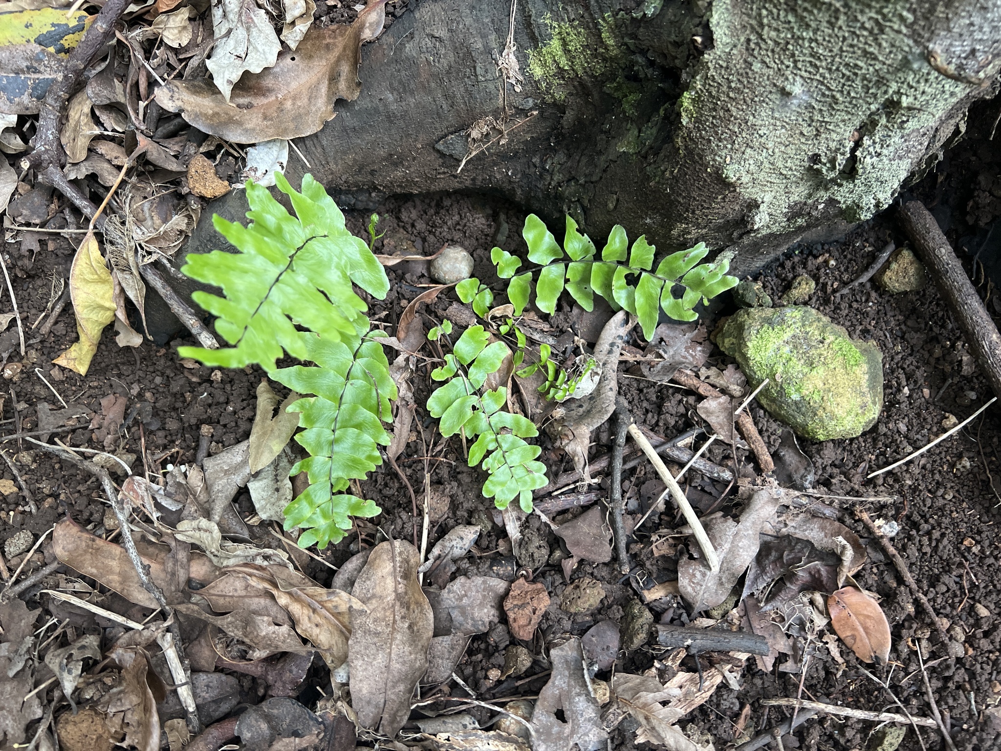 Asplenium dielpallidum N.Snow 4