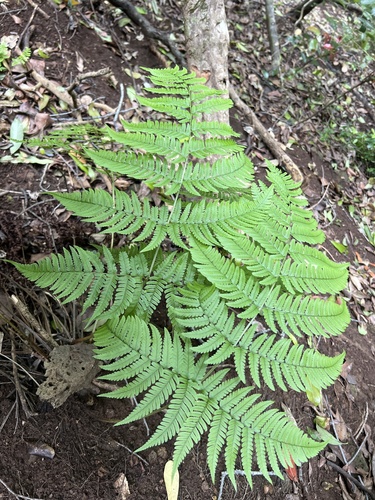 Dryopteris sandwicensis observed 2026-05-18
