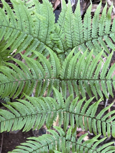Dryopteris sandwicensis observed 2026-05-18