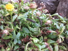 Senecio sterquilinus