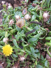 Senecio sterquilinus