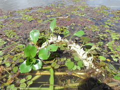 Ludwigia helminthorrhiza