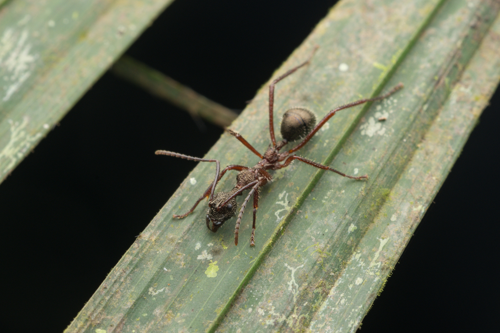 Dolichoderus longicollis