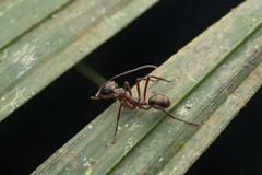 Dolichoderus longicollis