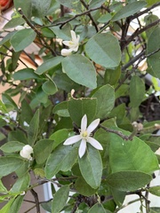 Citrus × latifolia
