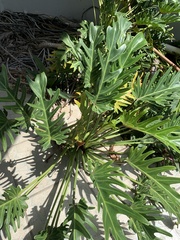 Thaumatophyllum xanadu