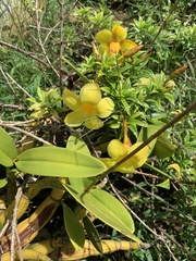 Allamanda cathartica