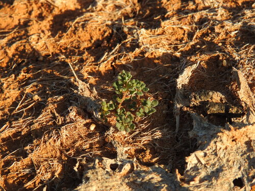 Frankenia pulverulenta, photograph 4