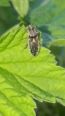 Brachycarenus tigrinus