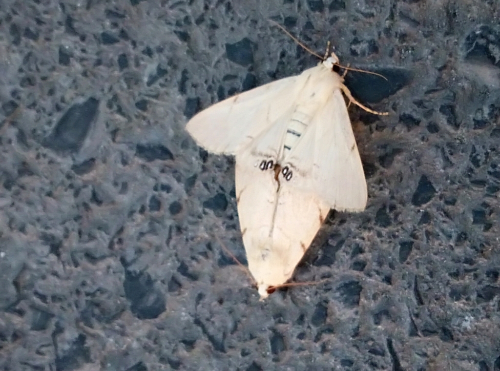 Palm Flower Moth