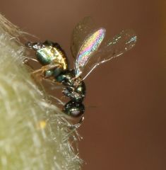 Otitesella