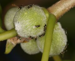 Otitesella