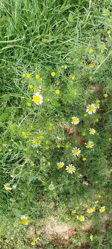 German Chamomile