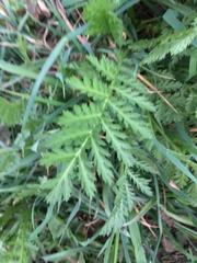Tanacetum vulgare