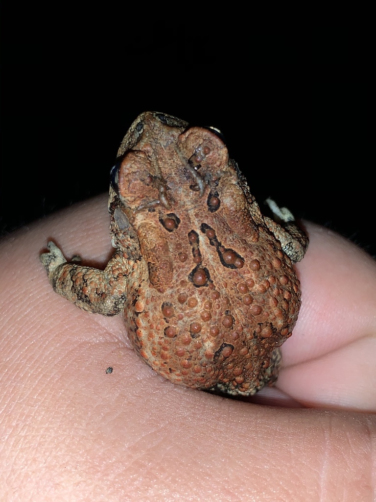 Anaxyrus terrestris from Hickory Tree Rd, Pleasant Hill, NC, US on 2020년 04월 07일 (화) at 08:28 오후 by Ty Smith... 