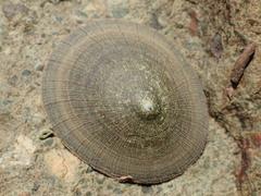 Lottia limatula