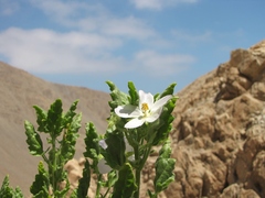 Cristaria integerrima integerrima