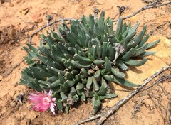 Acrodon bellidiflorus