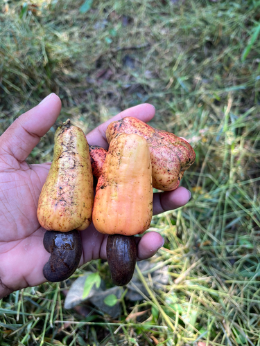 cashew