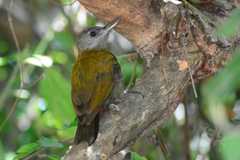 Chloropicus griseocephalus