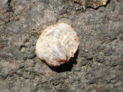 Crepipatella lingulata