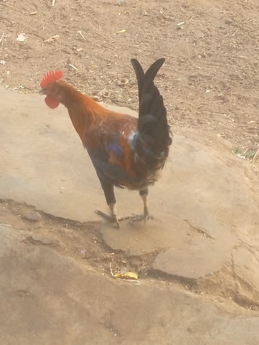 Domestic Chicken