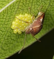 Uhlunga typica