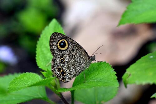 Common Five-ring