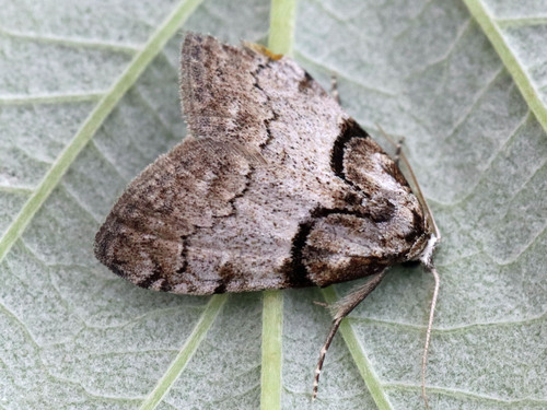 Short-cloaked Moth