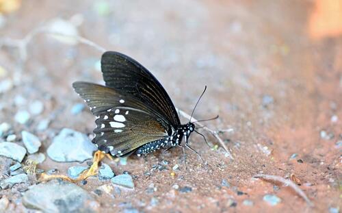 Common Raven Butterfly