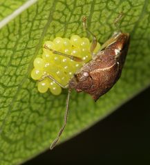 Uhlunga typica