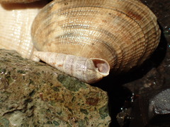 Longchaeus adamsii