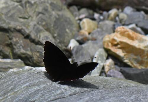 Black Prince