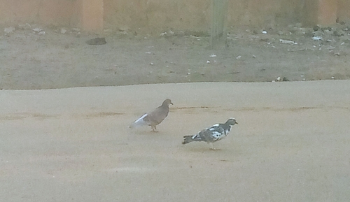 Feral Pigeon