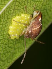 Uhlunga typica