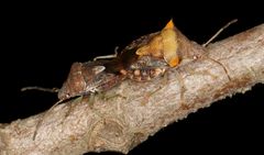 Uhlunga typica
