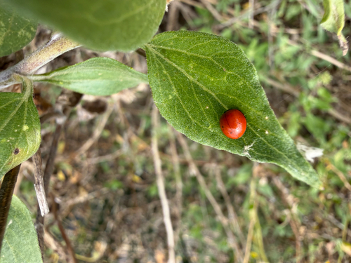 iNaturalist observation photo of Spotless Lady Beetle