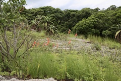 Tritonia disticha