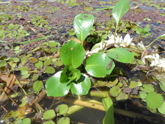 Ludwigia helminthorrhiza