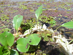 Ludwigia helminthorrhiza
