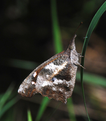 Libythea laius